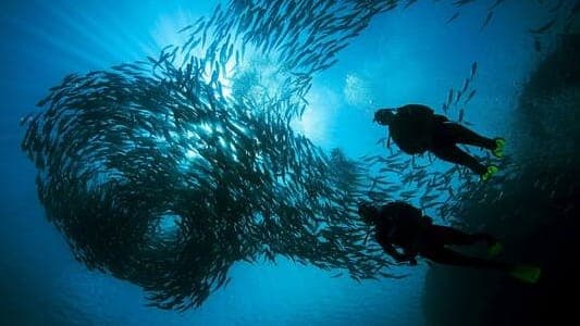 PADI Open Water Course (Learn to Scuba Dive)